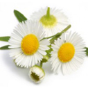 Chamomile (Wild) Essential Oil (Morocco)