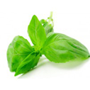 basil sweet essential oil