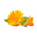 calendula infused oil