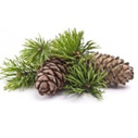 cedarwood atlas essential oil