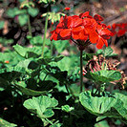 geranium essential oil