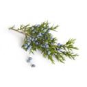 Juniper berry essential oil