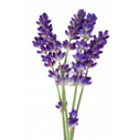 lavender essential oil