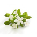 neroli essential oil