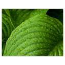 peru-balsam essential oil