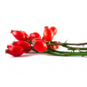 rosehip seed oil