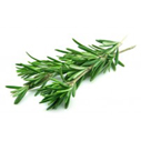 Rosemary Spain Essential Oil