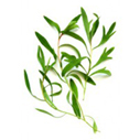 tea tree essential oil