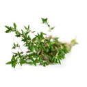 thyme essential oil